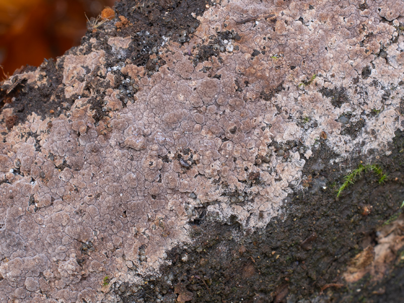 Tomentella sublilacina